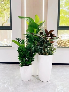 宁波奉化花木出租，满足你对绿色空间的渴望